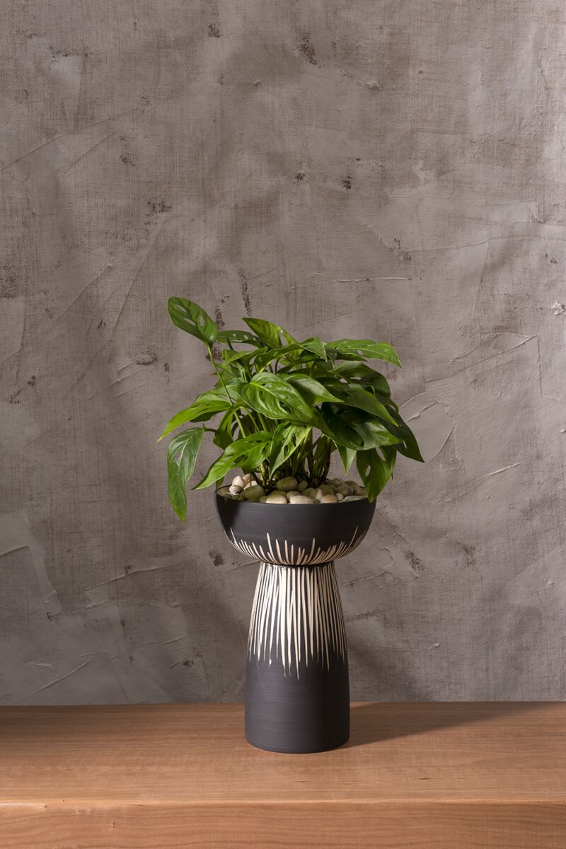 Bellatrix Compote - Decor Addict, LLC