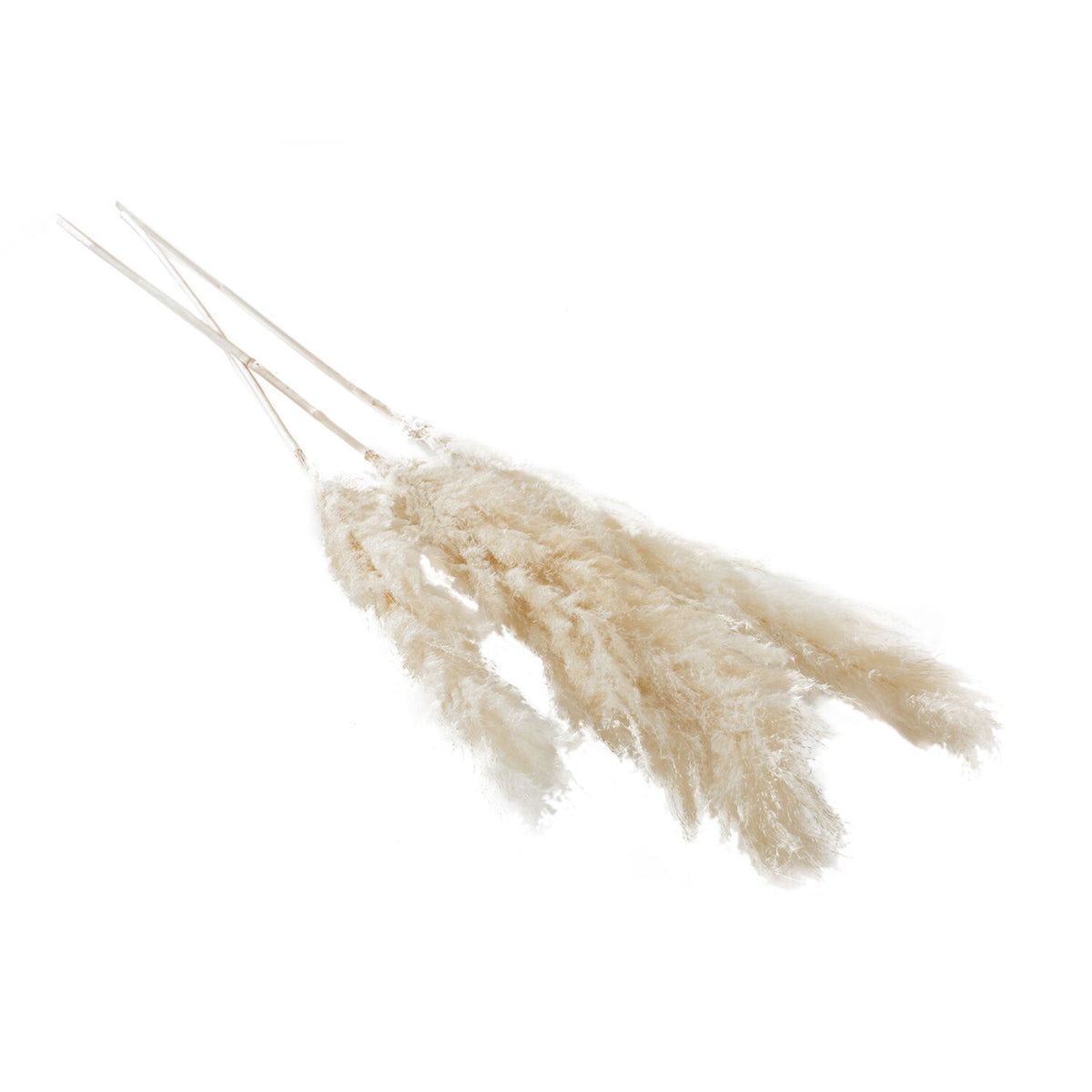 Pampas Grass Pack of 3 - 55in - White
