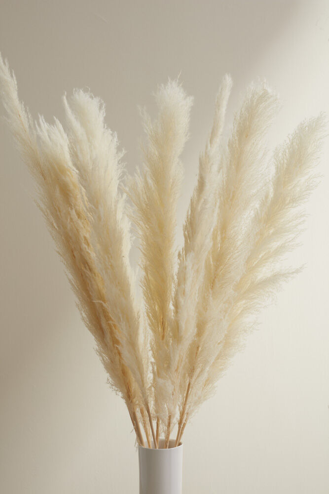Pampas Grass Pack of 3 - 55in - White