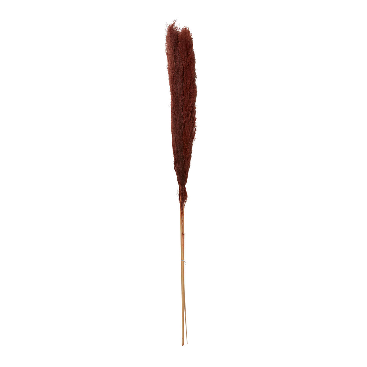 Pampas Grass Pack of 3 - 55in - Brown