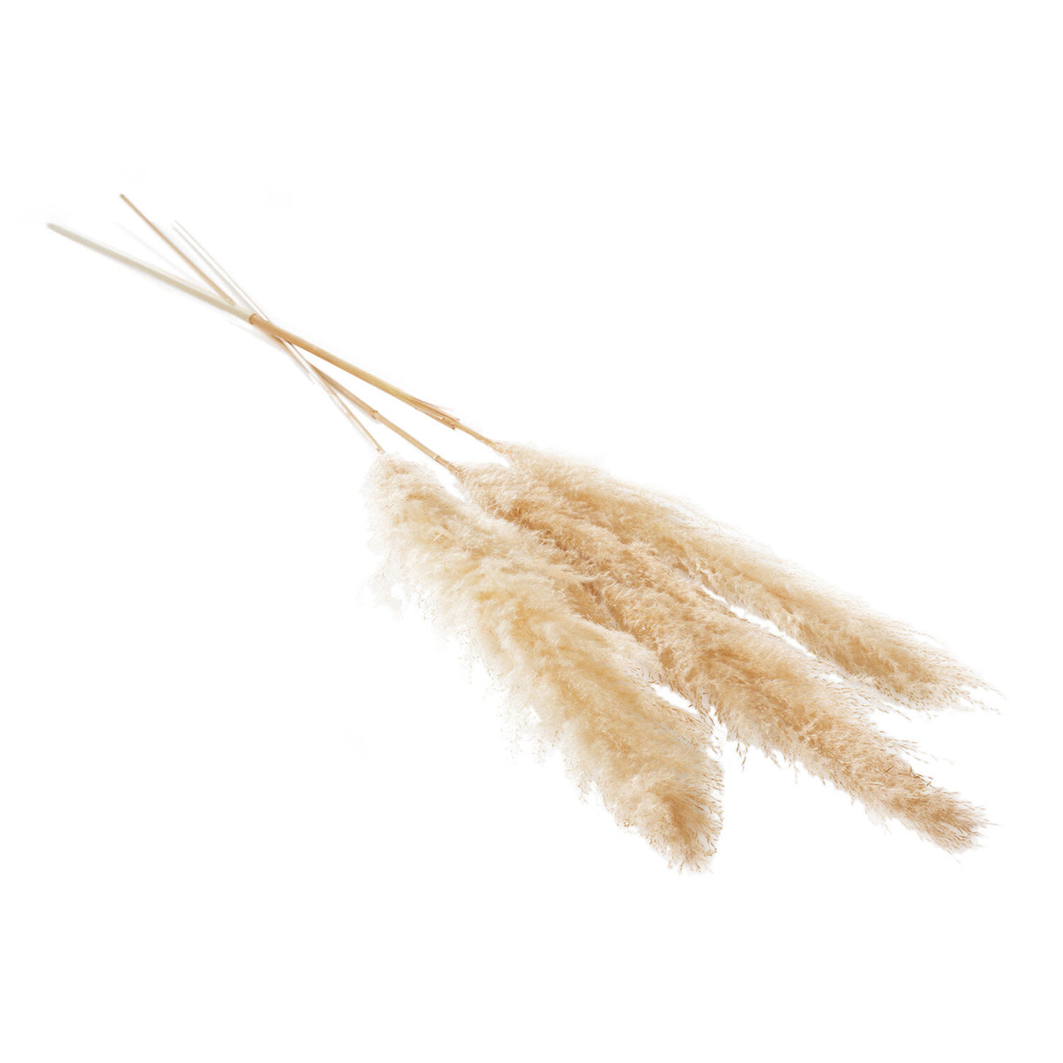 Pampas Grass Pack of 3 - 55in - Tan