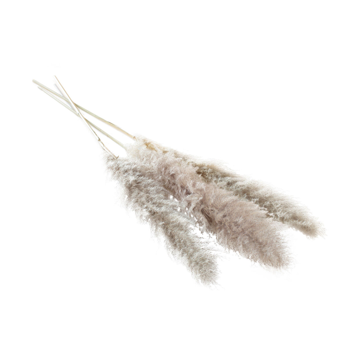 Pampas Grass Pack of 3 - 55in - Grey