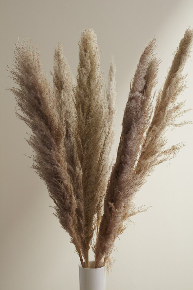 Pampas Grass Pack of 3 - 55in - Grey