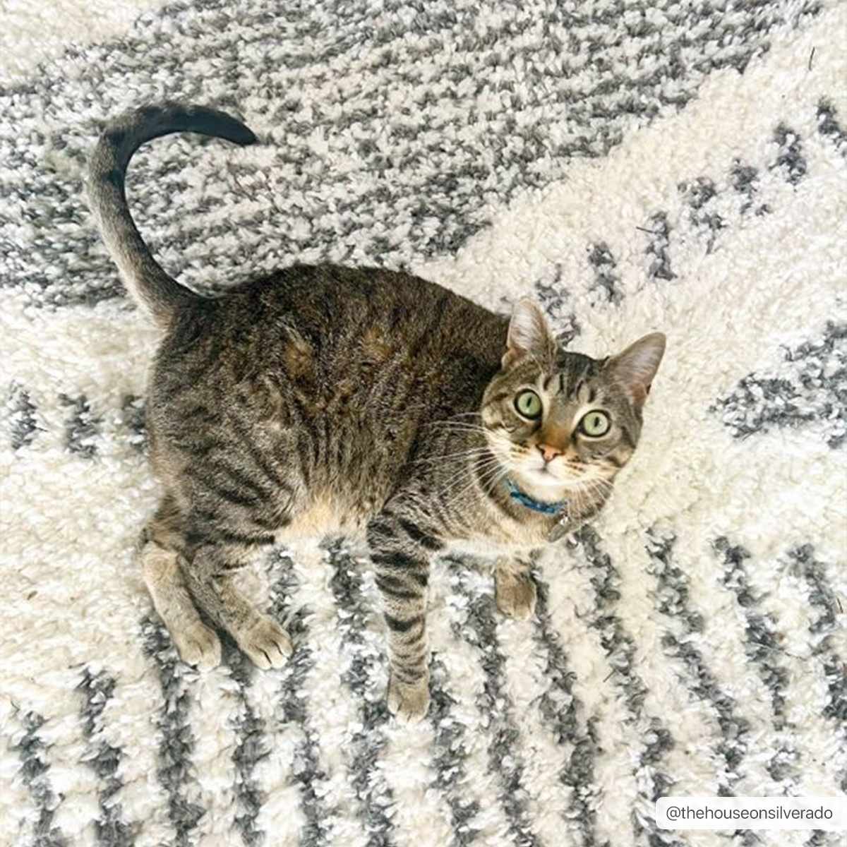 Trunding Plush Area Rug - Decor Addict, LLC