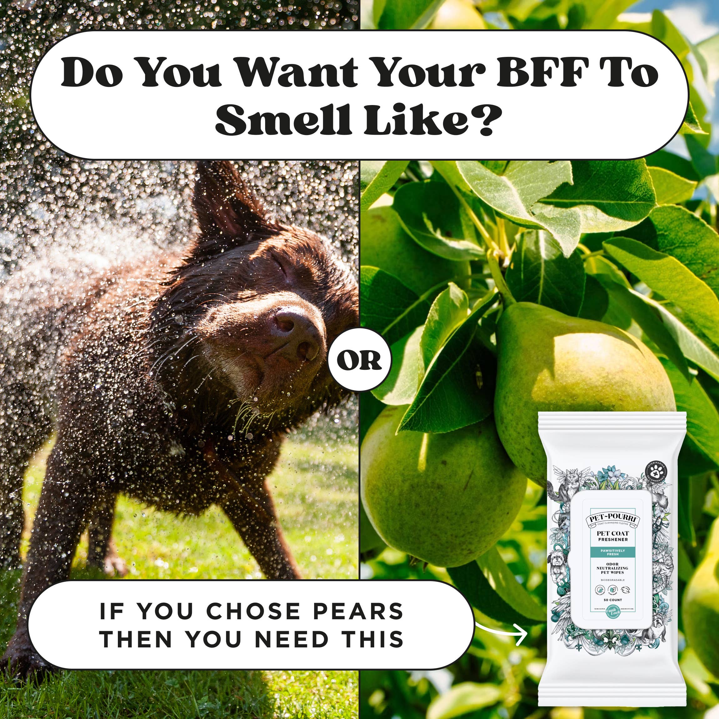 Pet~Pourri - Pet Coat Wipes - 50ct - Pawsitively Fresh Scent - Decor Addict, LLC
