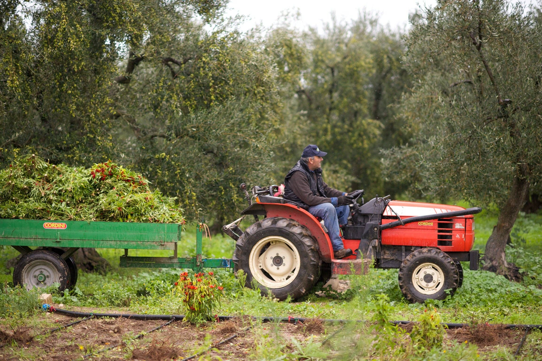 Peperoncino EVOO Tin 100ml by Frantoio Galantino - Decor Addict, LLC