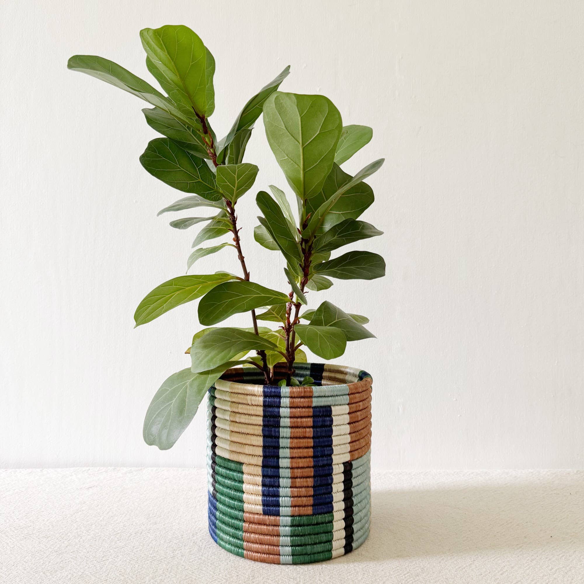 Storage Plant Basket Collection: Shonga