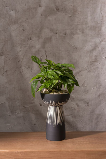 Bellatrix Compote - Decor Addict, LLC