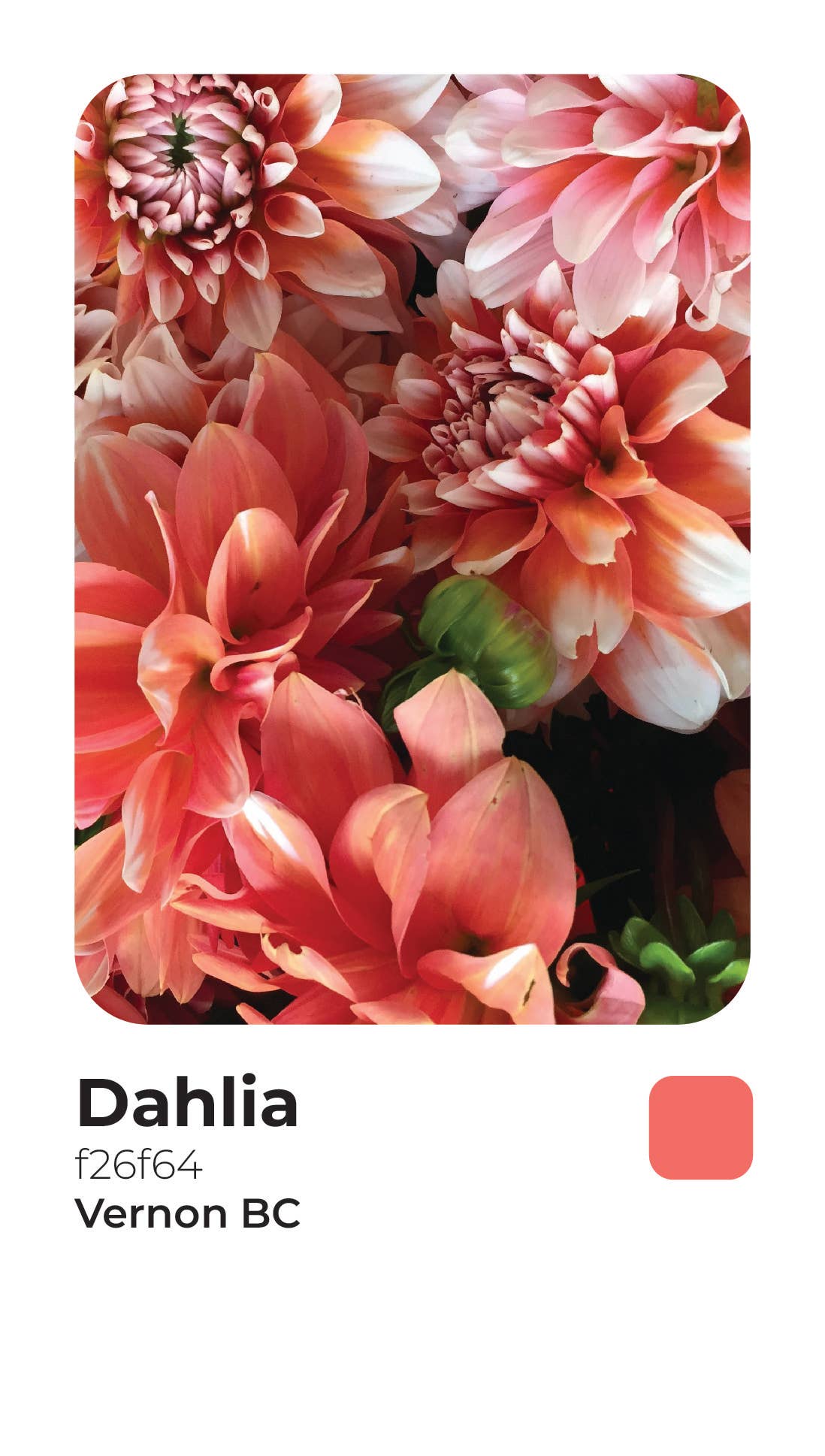 Coffee & Tea Canister: Stoney Creek / Tea - Decor Addict, LLC