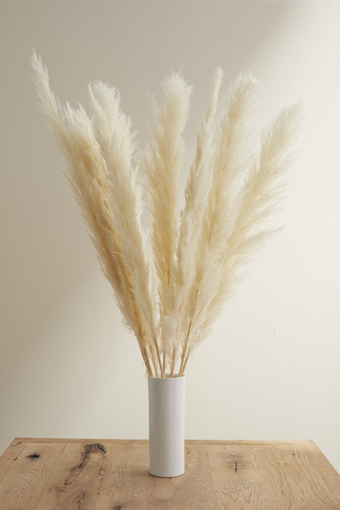 Pampas Grass Pack of 3 - 55in - White