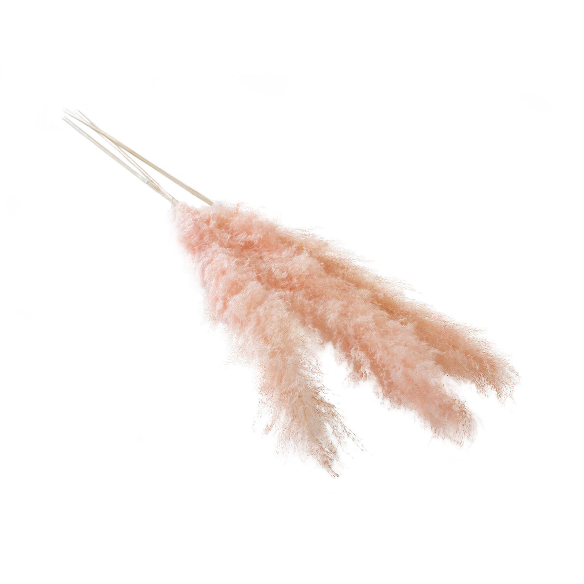 Pampas Grass Pack of 3 - 55in - Pink