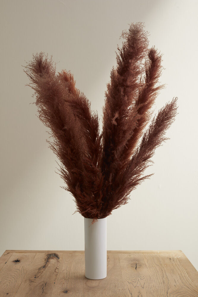 Pampas Grass Pack of 3 - 55in - Brown