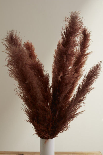 Pampas Grass Pack of 3 - 55in - Brown