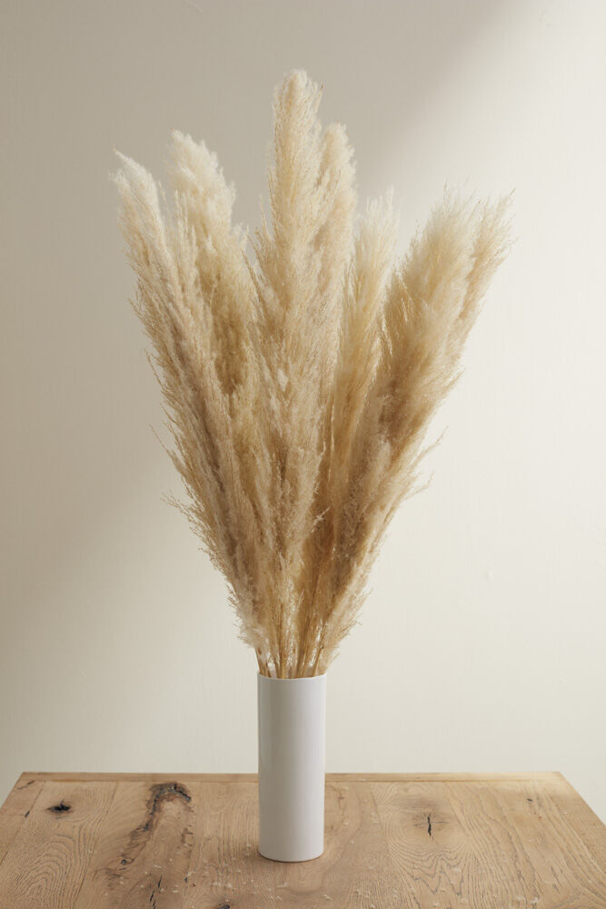 Pampas Grass Pack of 3 - 55in - Tan