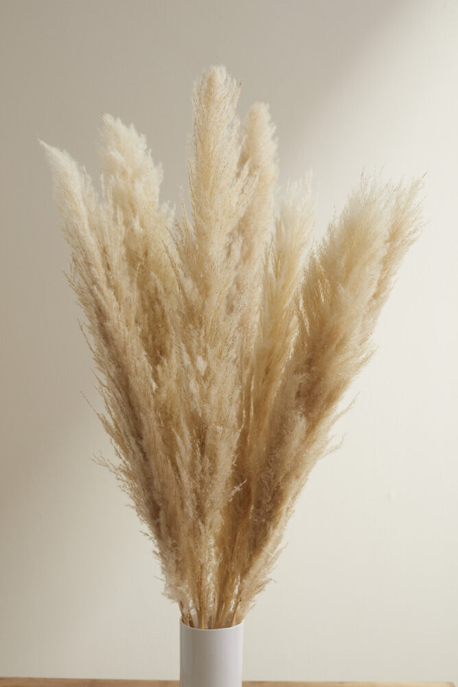 Pampas Grass Pack of 3 - 55in - Tan