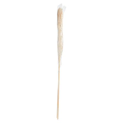 Pampas Grass Pack of 3 - 55in - Tan