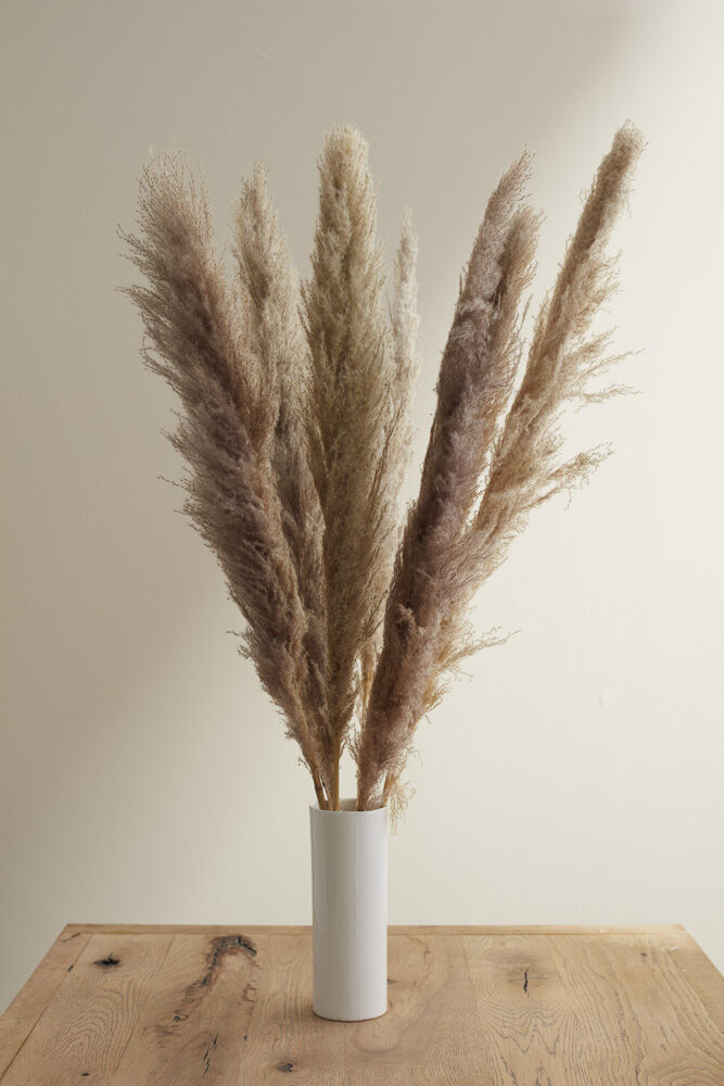 Pampas Grass Pack of 3 - 55in - Grey