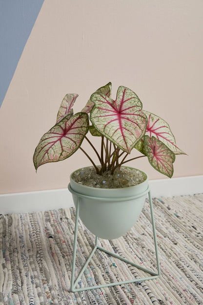 Kelly Plant Stand — 8" x 7.75" x 8.75" - Decor Addict, LLC