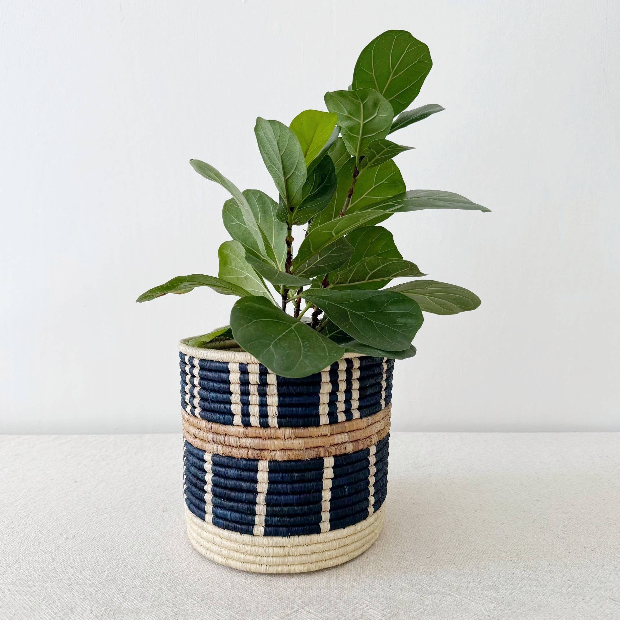Storage Plant Basket Collection: Bamba