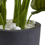 Large Leaf Philodendron with Gray Cylindrical Planter