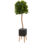 6’ Fiddle Leaf Artificial Tree in Black Planter with Stand (Real Touch)