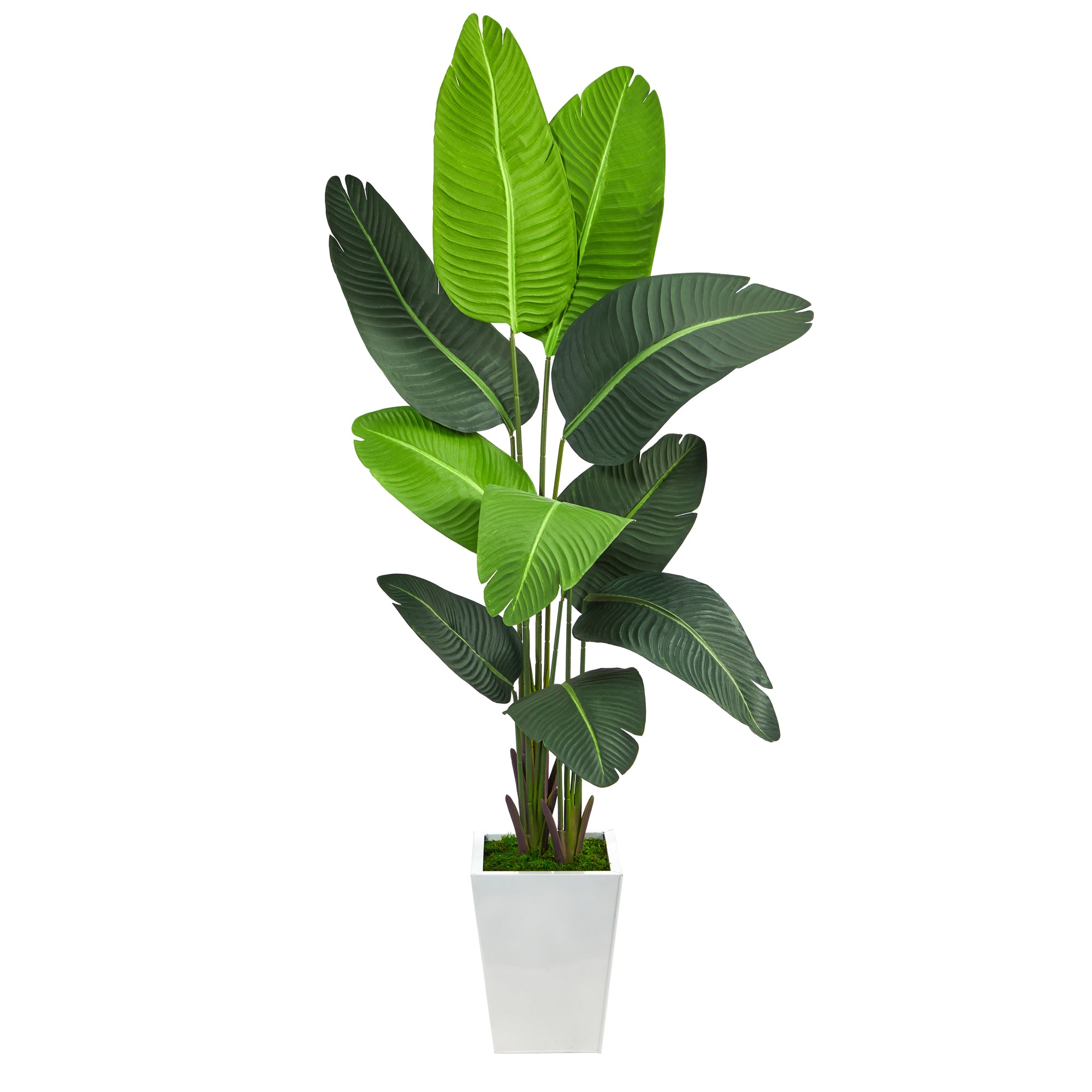 5.5’ Travelers Palm Artificial Tree in White Metal Planter - Decor Addict, LLC
