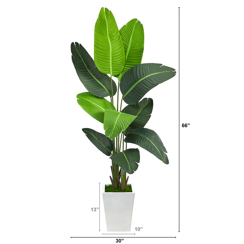 5.5’ Travelers Palm Artificial Tree in White Metal Planter